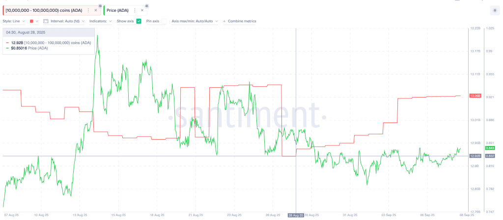 فعالیت نهنگ‌های کاردانو
