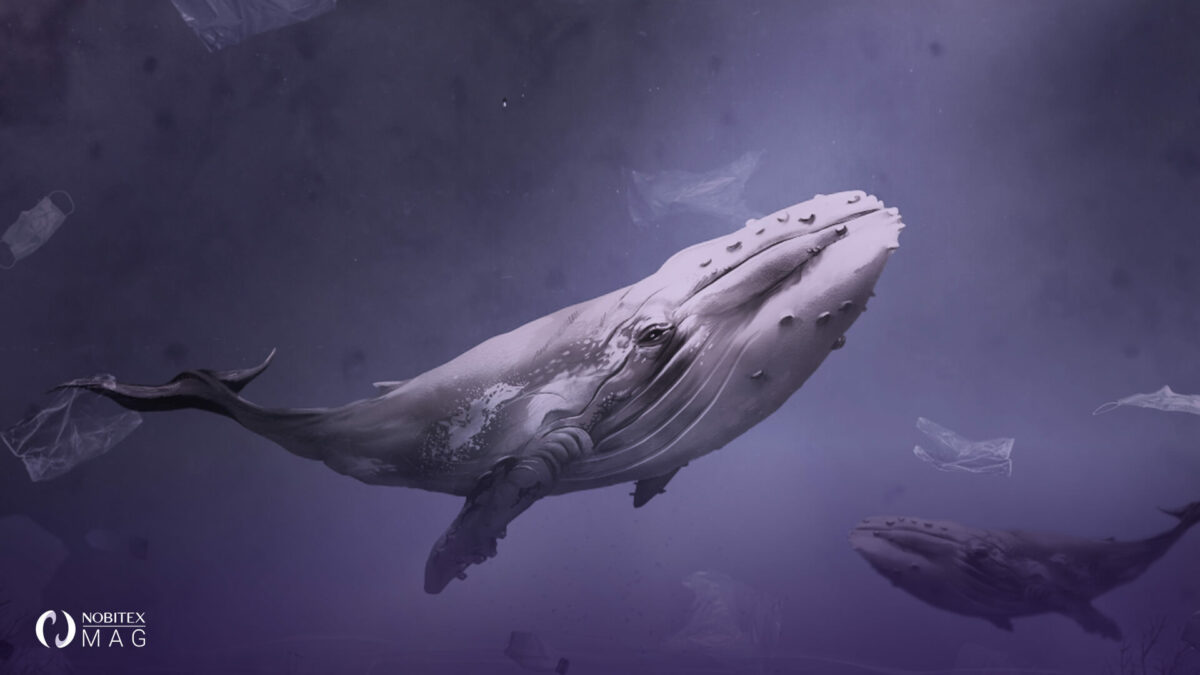 نهنگ‌ها 730 میلیون دلار رمزارز جابه‌جا کردند
