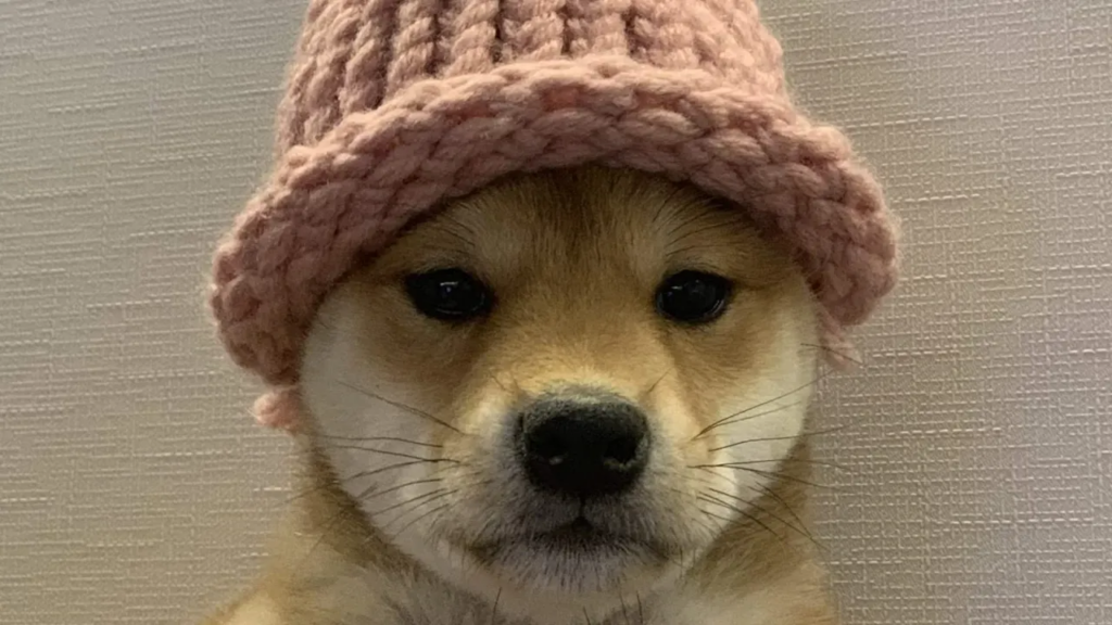 داگ ویف هت (Dogwifhat)